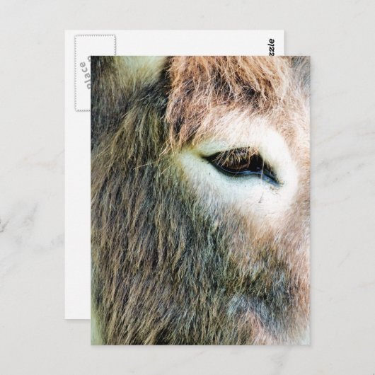 CARTE POSTALE DONKEY (Devant / Derrière)