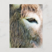 CARTE POSTALE DONKEY (Devant)