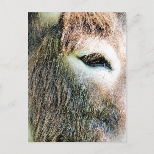 CARTE POSTALE DONKEY (Devant)