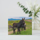 Carte Postale Donkey (Debout devant)