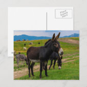 Carte Postale Donkey (Devant / Derrière)