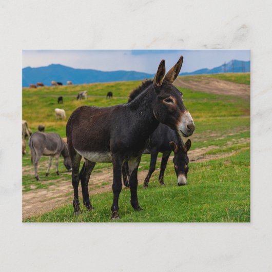 Carte Postale Donkey (Devant)