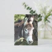 CARTE POSTALE DONKEY (Debout devant)