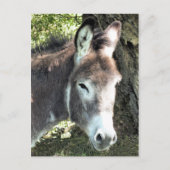 CARTE POSTALE DONKEY (Devant)