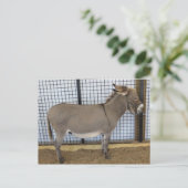 Carte Postale Donkey (Debout devant)