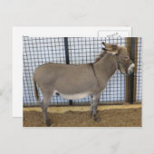 Carte Postale Donkey (Devant / Derrière)