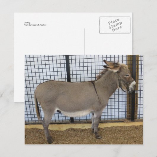 Carte Postale Donkey (Devant / Derrière)