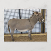 Carte Postale Donkey (Devant)