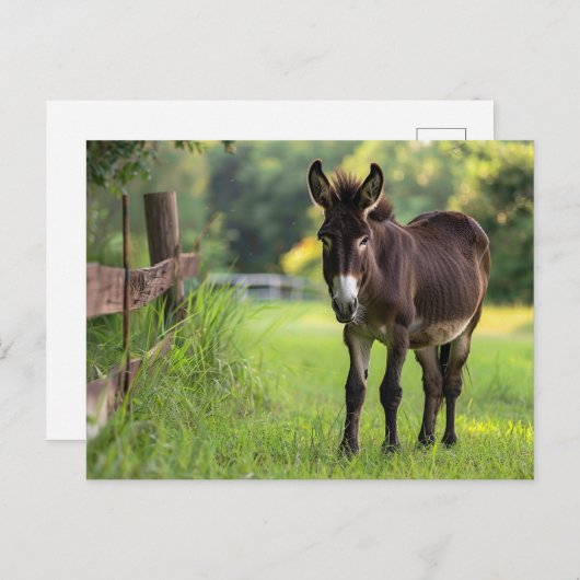 Carte postale Donkey (Devant / Derrière)
