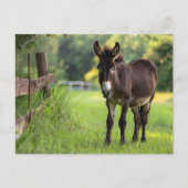 Carte postale Donkey (Devant)
