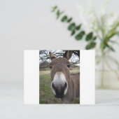 CARTE POSTALE DONKEY (Debout devant)