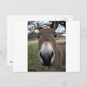 CARTE POSTALE DONKEY (Devant / Derrière)