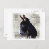 Carte Postale Donkey (Devant / Derrière)