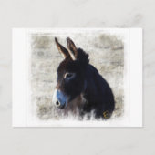 Carte Postale Donkey (Devant)