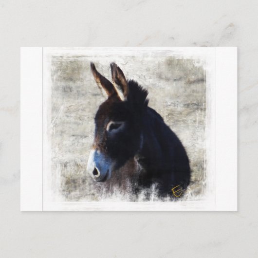 Carte Postale Donkey (Devant)