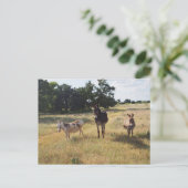 Carte postale Donkey (Debout devant)