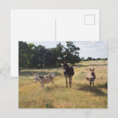 Carte postale Donkey (Devant / Derrière)