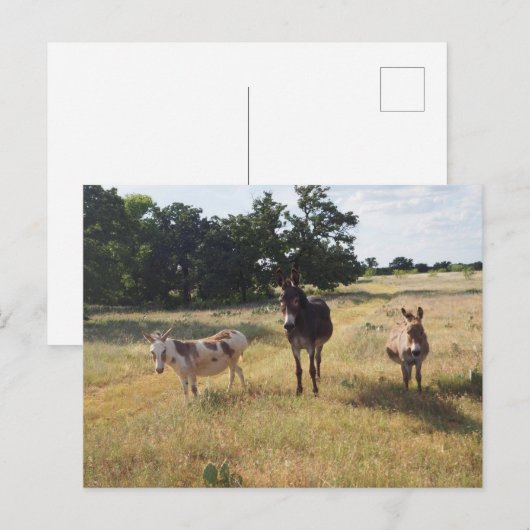 Carte postale Donkey (Devant / Derrière)