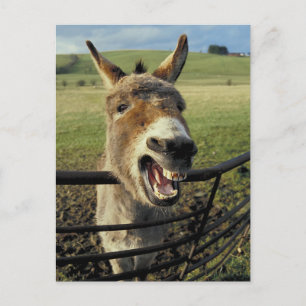 Carte Postale Donkey