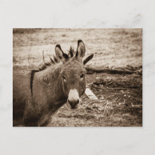 Carte Postale Donkey