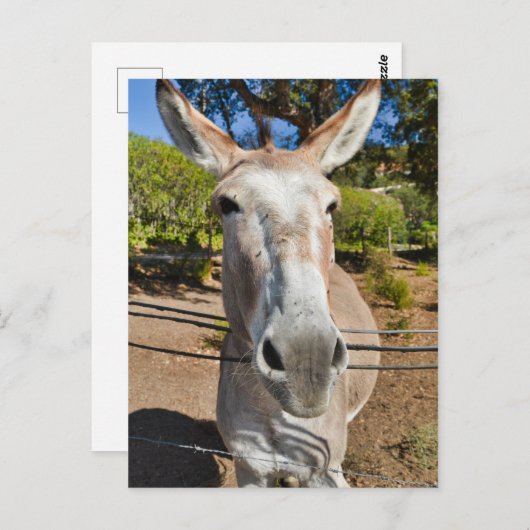 Carte Postale Donkey (Devant / Derrière)