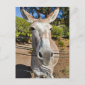 Carte Postale Donkey (Devant)