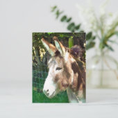 CARTE POSTALE DONKEY (Debout devant)