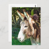 CARTE POSTALE DONKEY (Devant / Derrière)