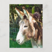 CARTE POSTALE DONKEY (Devant)
