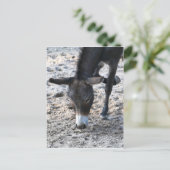 Carte Postale Donkey (Debout devant)