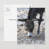 Carte Postale Donkey (Devant / Derrière)