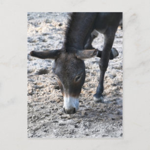 Carte Postale Donkey