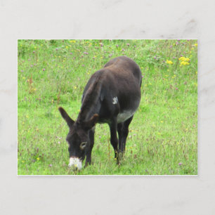 Carte Postale Donkey