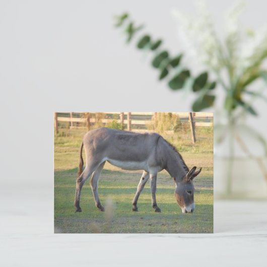 Carte Postale Donkey (Debout devant)