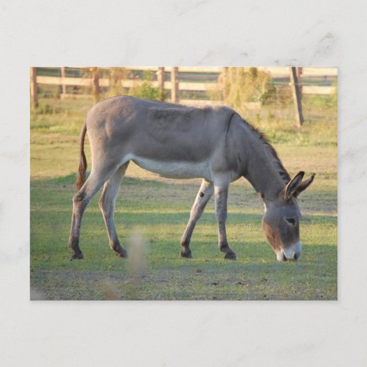Carte Postale Donkey (Devant)
