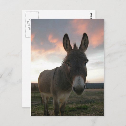 Carte Postale Donkey Art (Devant / Derrière)