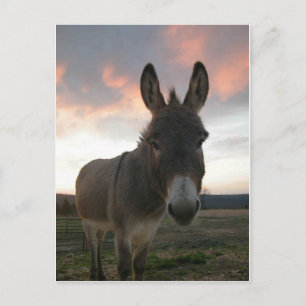 Carte Postale Donkey Art
