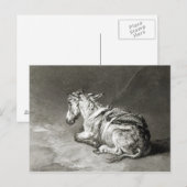 Carte Postale Donkey au repos (Devant / Derrière)