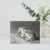 Carte Postale Donkey au repos (Debout devant)