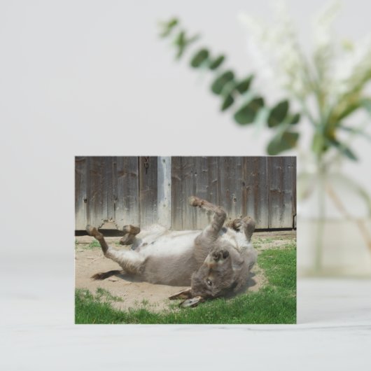 Carte Postale Donkey Avec Bain (Debout devant)