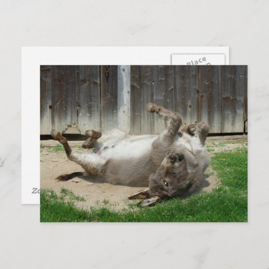 Carte Postale Donkey Avec Bain (Devant / Derrière)