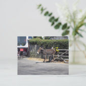 Carte Postale Donkey by the Gate (Debout devant)