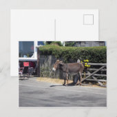 Carte Postale Donkey by the Gate (Devant / Derrière)