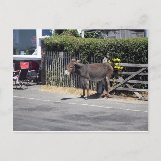 Carte Postale Donkey by the Gate (Devant)