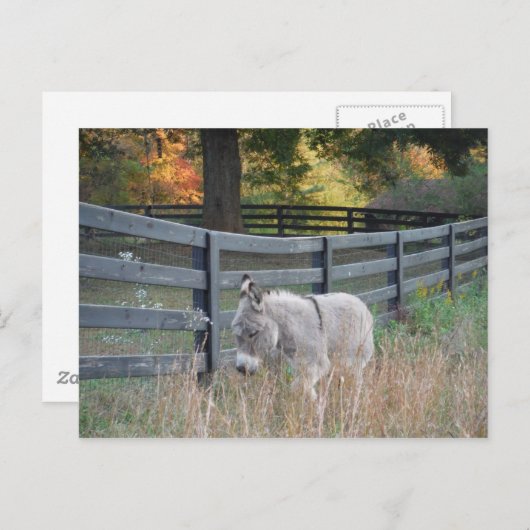 Carte Postale Donkey dans un champ d'automne (Devant / Derrière)