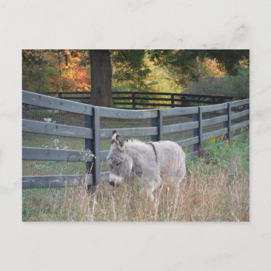 Carte Postale Donkey dans un champ d'automne (Devant)