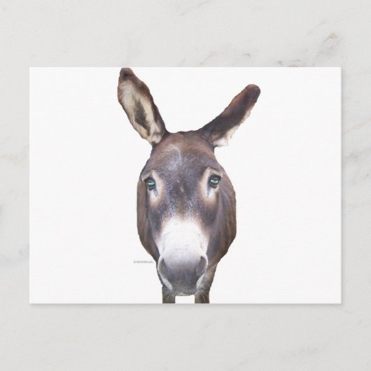 Carte Postale Donkey dans votre visage (Devant)