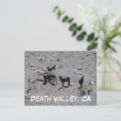 Carte postale Donkey de la vallée de la Mort ! (Debout devant)