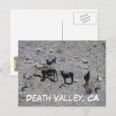 Carte postale Donkey de la vallée de la Mort ! (Devant / Derrière)