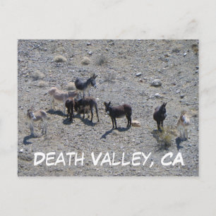 Carte postale Donkey de la vallée de la Mort !